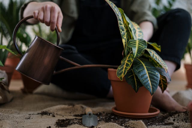 Pessoa regando uma planta.