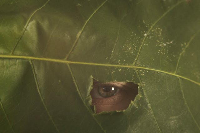 Folha de planta com um buraco.