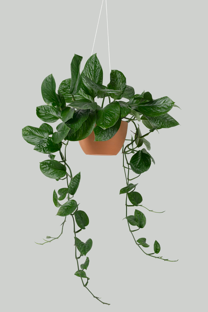 Planta de Pothos em um vaso marrom suspensa.