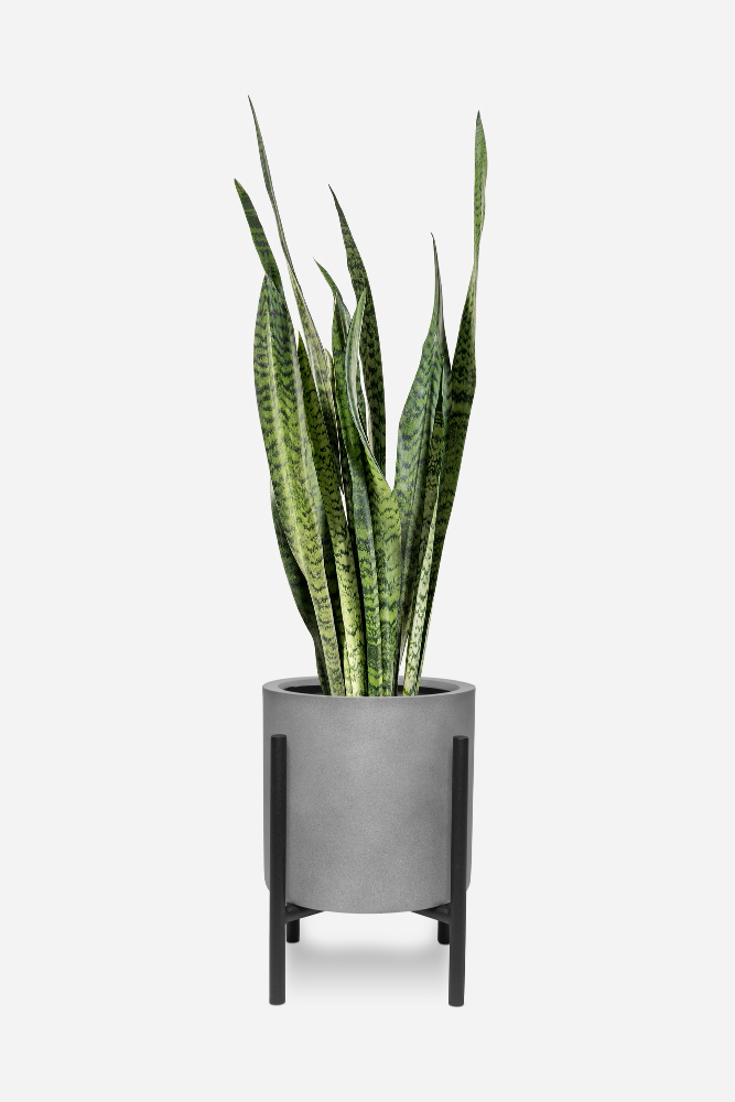 Planta cobra dentro de um vaso cinza e preto.