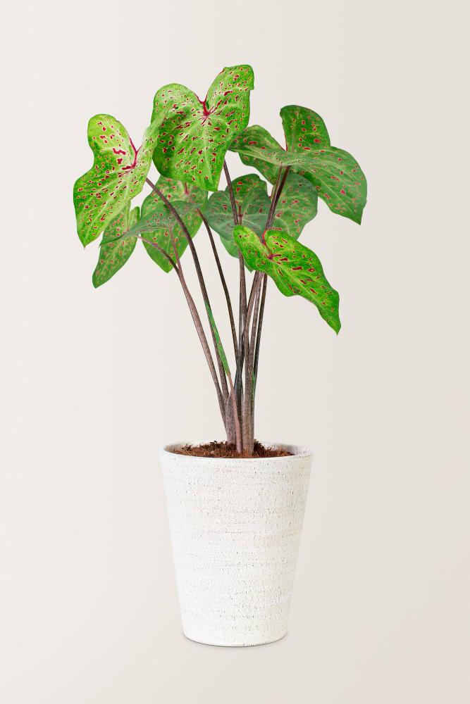 Planta máscara africana dentro de um vaso branco com detalhes em preto.